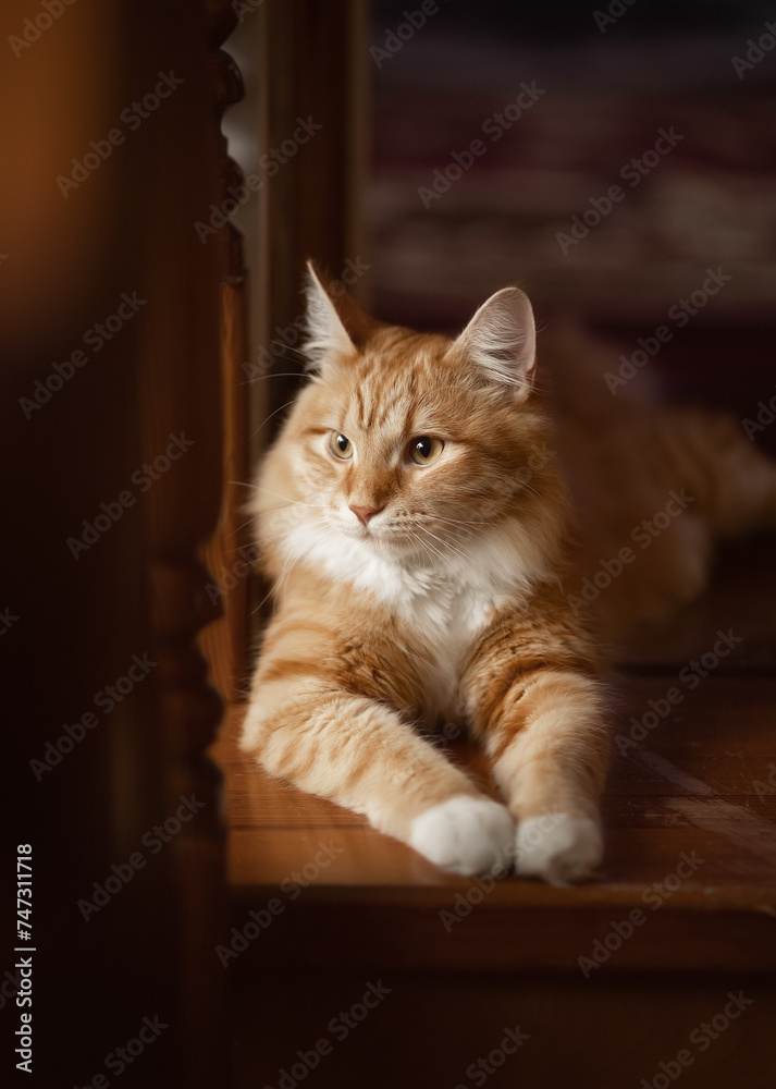 A photo of a beautiful red-haired domestic cat.