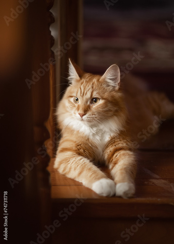 A photo of a beautiful red-haired domestic cat. © Елена Косинова