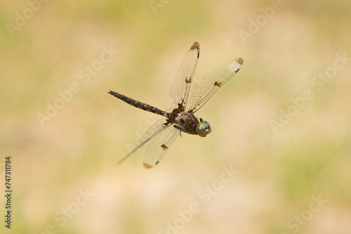 Dragonfly (Anisoptera) © James