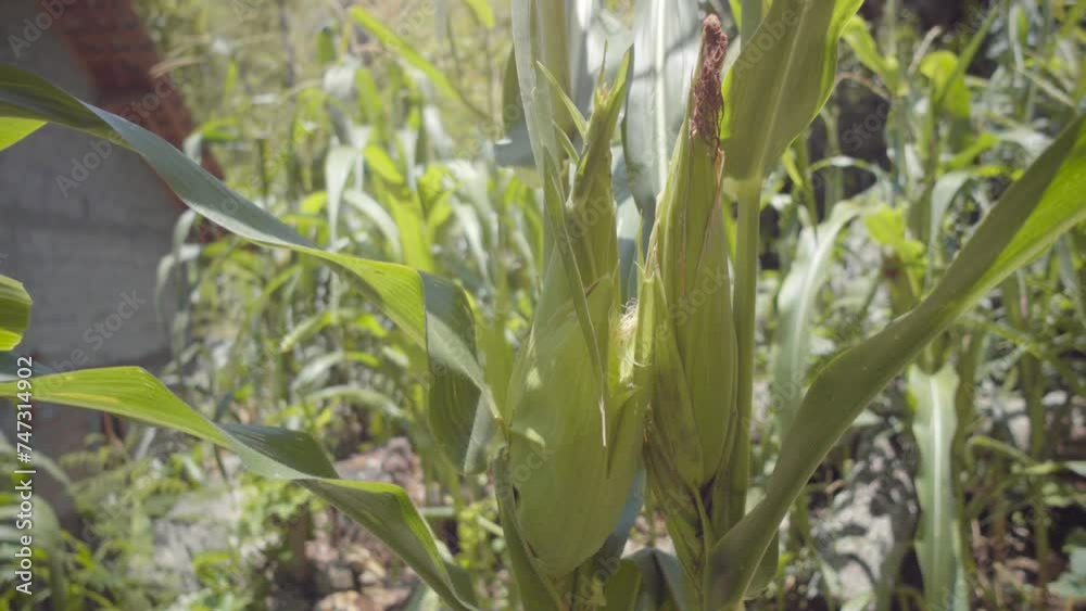 Green corn on the tree, Corn trees grow in the yard next to the house Green corn on the tree, Corn trees grow in the yard next to the house