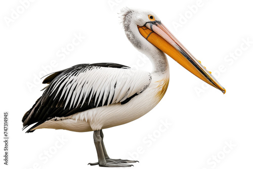 Pelican isolated on transparent background