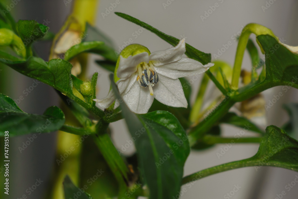 a small white pepper flower on a bush a small white pepper flower on a bush