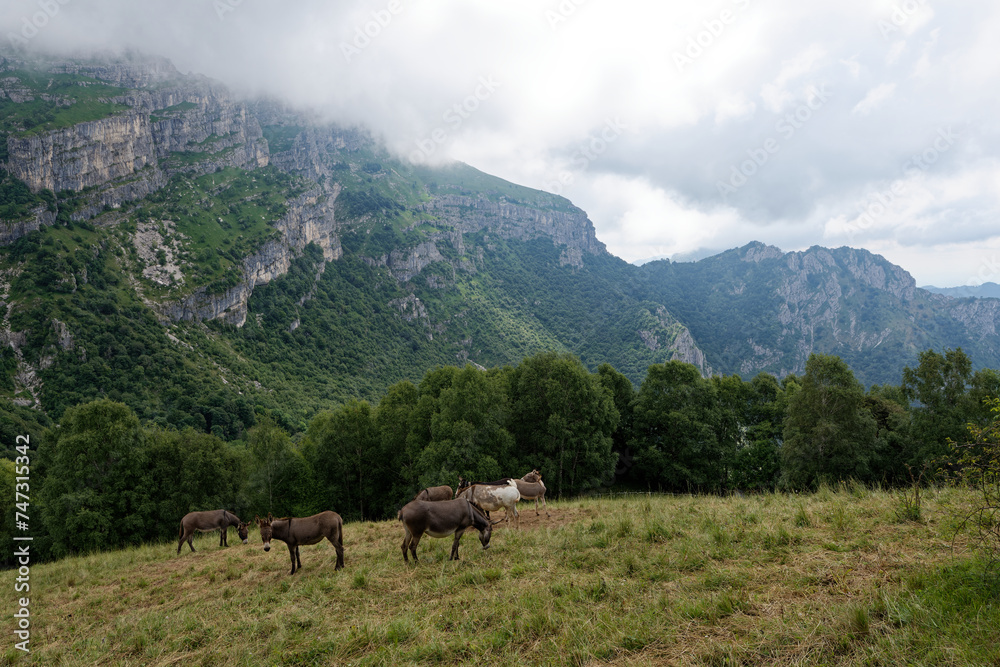 Naklejka premium Italien - Lombardei - Lecco - Pizzo d'Erna - Esel am Wanderweg