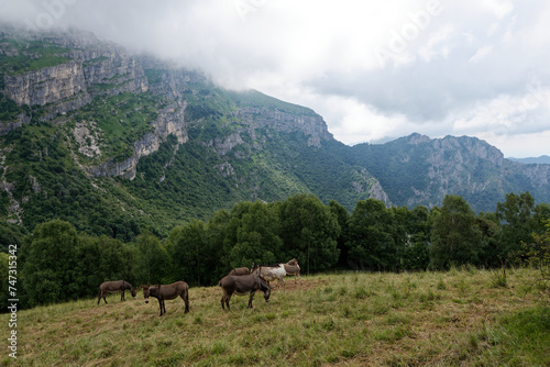 Italien - Lombardei - Lecco - Pizzo d'Erna - Esel am Wanderweg © Uwalthie Pic Project