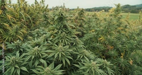 Details of Cannabis plants during harvest season in autumn, CBD production in Austria, Medical Marihuana