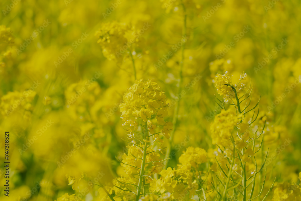 日本庭園に咲く美しい菜の花とウグイス 日本庭園に咲く美しい菜の花とウグイス