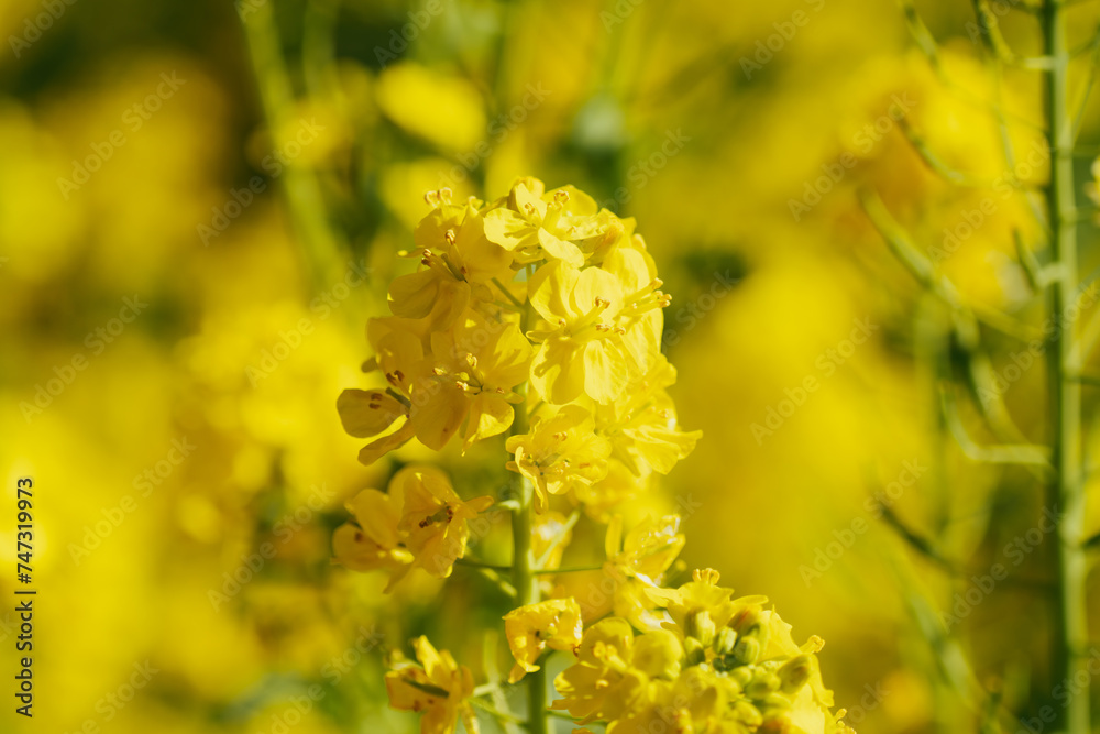 日本庭園に咲く美しい菜の花とウグイス