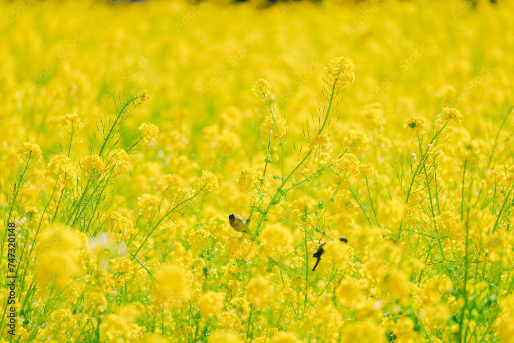 Obraz premium 日本庭園に咲く美しい菜の花とウグイス