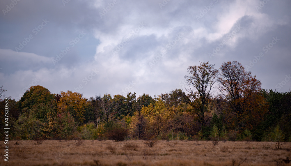 A beautiful autumn landscape with a huge colorful forest. Astonishing view into the woods colored in golden and yellow during fall season A beautiful autumn landscape with a huge colorful forest. Astonishing view into the woods colored in golden and yellow during fall season