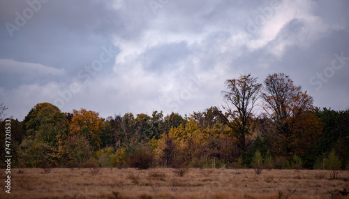 A beautiful autumn landscape with a huge colorful forest. Astonishing view into the woods colored in golden and yellow during fall season