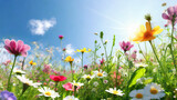 Colorful flowers blooming in the garden with sunny blue sky background