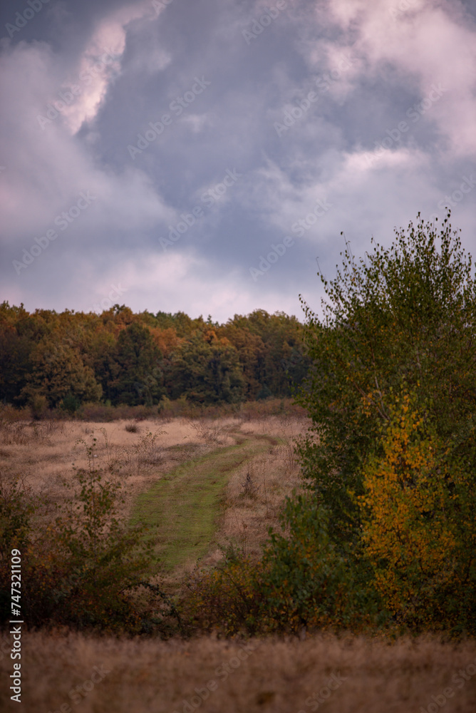 A beautiful autumn landscape with a huge colorful forest. Astonishing view into the woods colored in golden and yellow during fall season A beautiful autumn landscape with a huge colorful forest. Astonishing view into the woods colored in golden and yellow during fall season