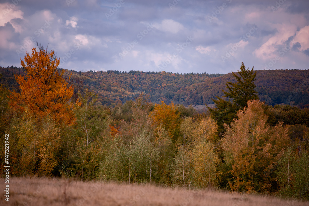 A beautiful autumn landscape with a huge colorful forest. Astonishing view into the woods colored in golden and yellow during fall season