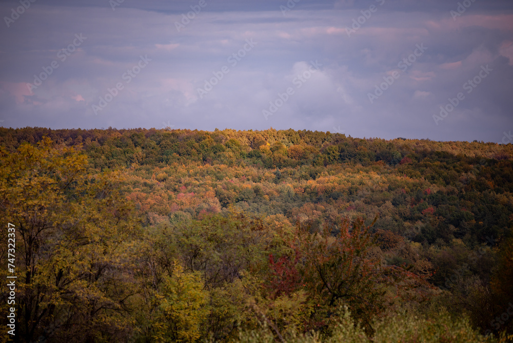 A beautiful autumn landscape with a huge colorful forest. Astonishing view into the woods colored in golden and yellow during fall season A beautiful autumn landscape with a huge colorful forest. Astonishing view into the woods colored in golden and yellow during fall season