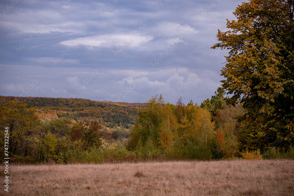 Fototapeta premium A beautiful autumn landscape with a huge colorful forest. Astonishing view into the woods colored in golden and yellow during fall season