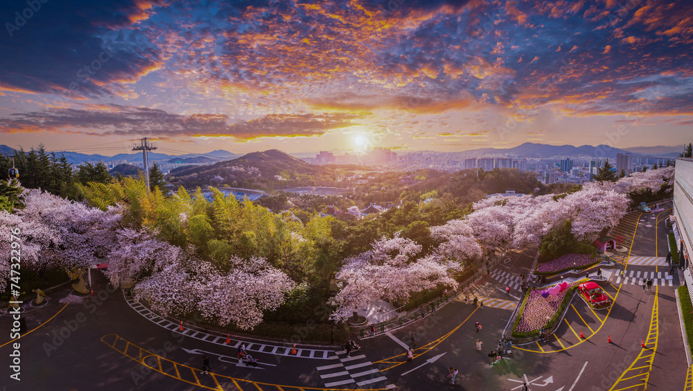 Panorama Cherry blossoms blooming in spring at E-World 83 Tower a popular tourist destination. in Daegu,South Korea. - obrazy, fototapety, plakaty 