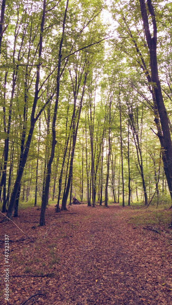 A beautiful autumn landscape with a huge colorful forest. Astonishing view into the woods colored in golden and yellow during fall season A beautiful autumn landscape with a huge colorful forest. Astonishing view into the woods colored in golden and yellow during fall season
