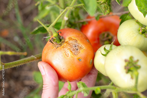 Tableau sur toile Sick tomatoes affected by late blight grow on a branch in the open ground, close-up