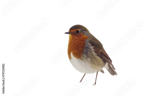 Robin isolated on transparent background © MSS Studio