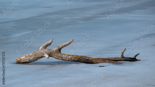 A broken dead tree branch sits partially frozen in the water of this lake at Oquaga Creek State Park this winter. Blue Ice and driftwood become one.  Winter scene in Upstate NY in Late February.