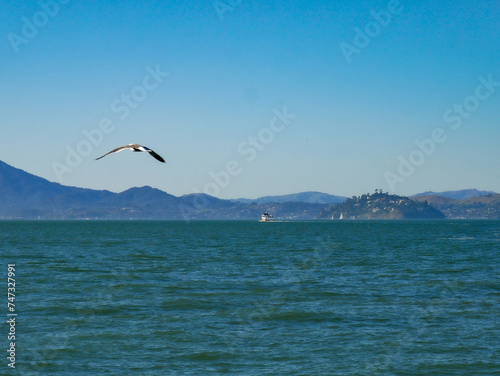 Sea Gull Flying Over San Francisco Bay on a Beautiful Sunny Day