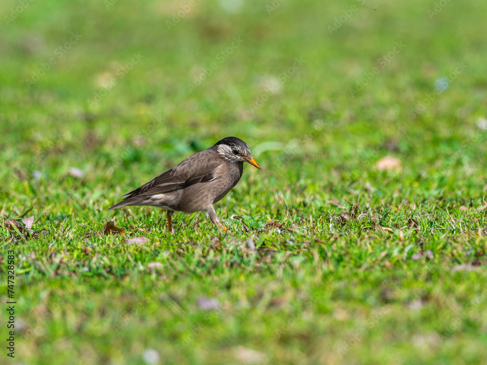 Obraz premium 地面を歩くムクドリ