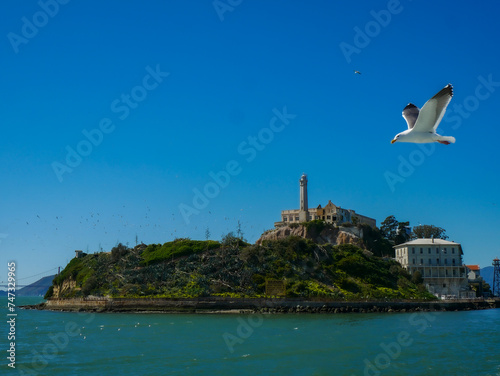 Seagull Flying Over San Francisco Bay in Front of Alcatraz 01