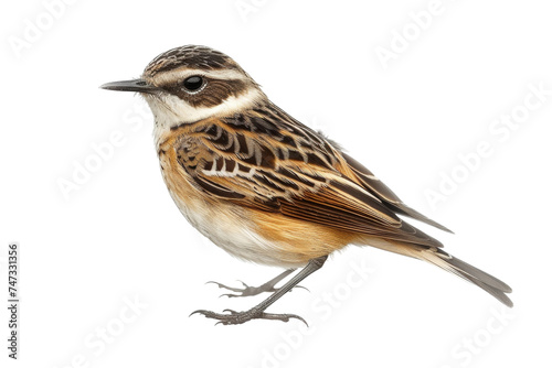 Whimbrel isolated on transparent background