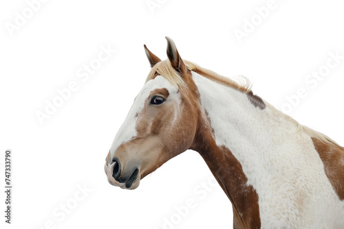 Tobiano Horse Breed on Transparent Background.