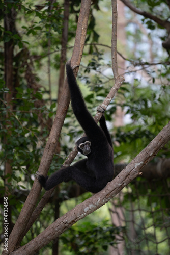 black gibbon in the forest,. Hilobate Pilatus