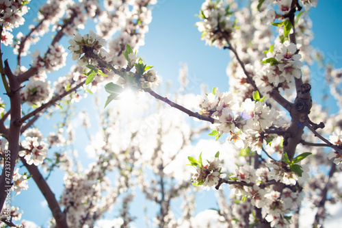 Close up of white peach flowers in Catalonia, Spain, Aitona