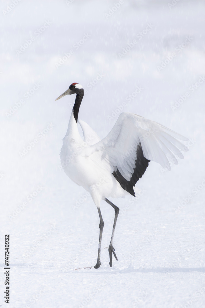 Red crowned crane also called as Tancho in wintery and snowy background Red crowned crane also called as Tancho in wintery and snowy background