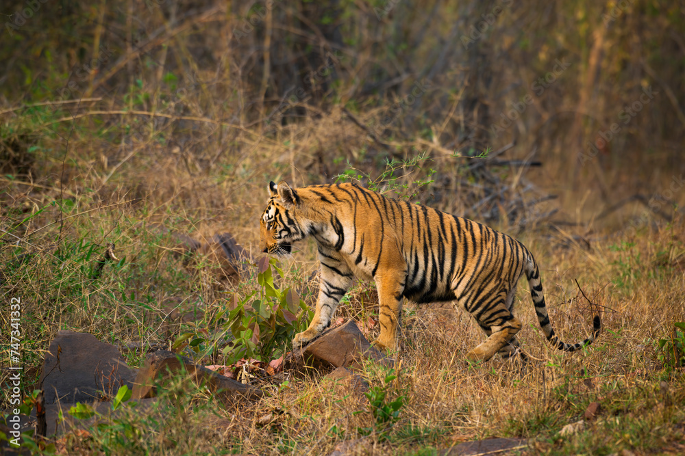 Fototapeta premium Sub-adult royal Bengal tiger at Tadoba national park
