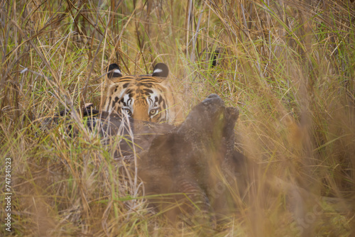 Royal Bengal Tiger named Taru with the carcass of Indian Gaur in the grass land forest of Tadoba National Park. Tiger with Kill of Indian Gaur. photo