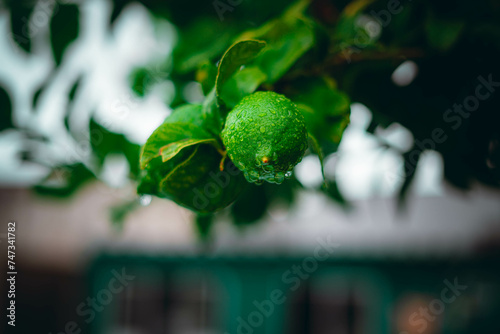 Tapety artystyczne limones