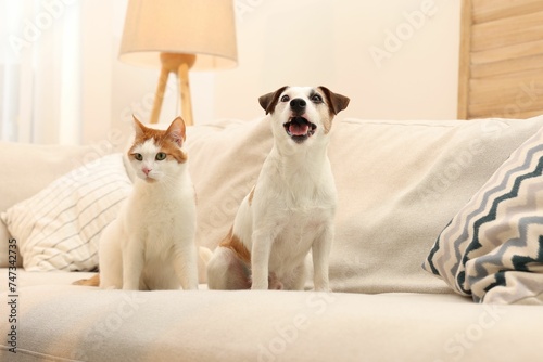 Cute cat and dog on sofa at home. Lovely pets © New Africa