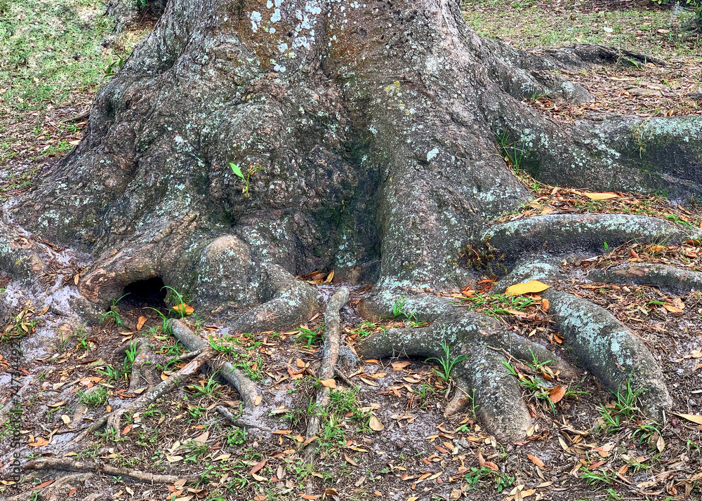 Fototapeta premium Tree trunk with roots eroded from the soil