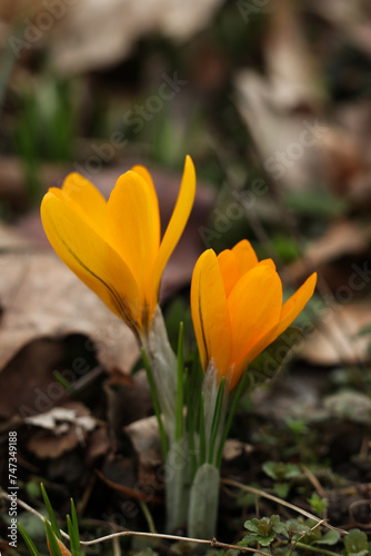 yellow crocuses in the forest, close-up of flowers