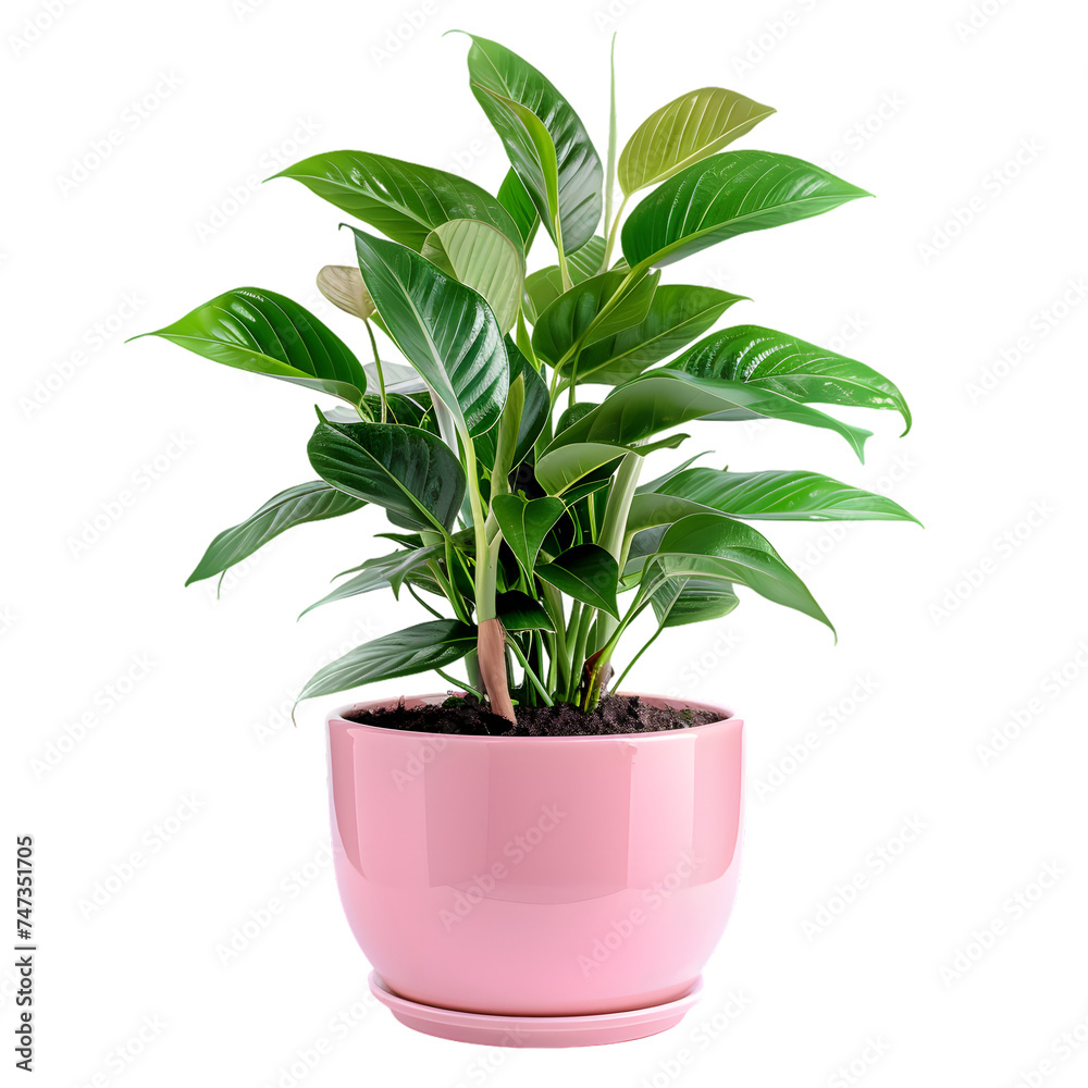a beautiful ornamental plant growing on a pink pot .Isolated on a white or transparent background