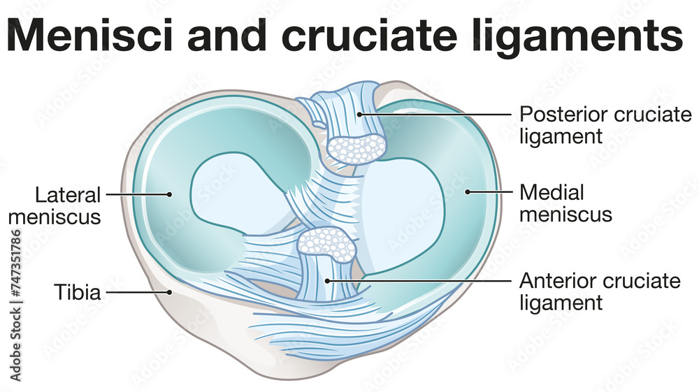 Menisci and cruciate ligaments anatomy. Labeled illustration - obrazy, fototapety, plakaty 