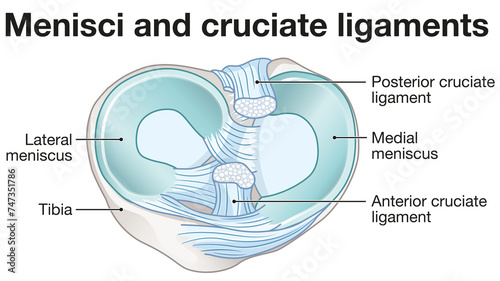 Menisci and cruciate ligaments anatomy. Labeled illustration