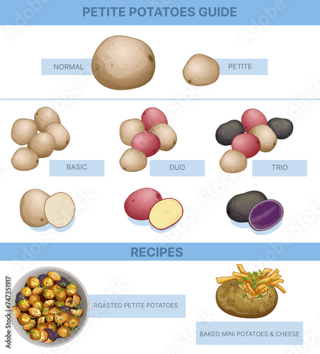 Petite potatoes infographic. Educational illustration. Vector illustration.