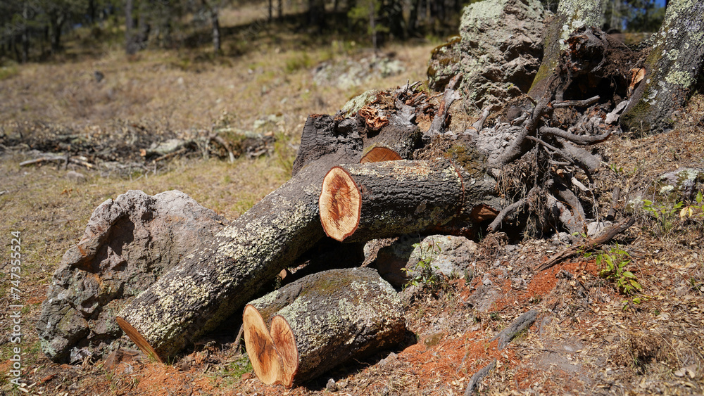 Fototapeta premium Troncos de árbol