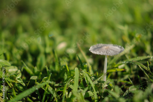 Macro shot of a small wild poisonous gray mushroom that grows in a field of green grass. In the morning, there are shiny drops of dew on the grass. A mushroom on a thin stalk with a textured cap.