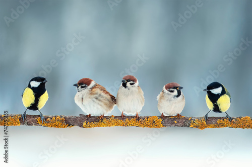 flock of different species of birds tits and sparrows sit mixed on a branch in the park