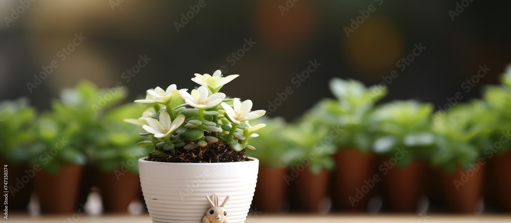 A small potted plant with white flowers sits atop a wooden table. The plant consists of a cactus and a baby grasshopper succulent, making it a decorative addition to any room.