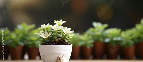 A small potted plant with white flowers sits atop a wooden table. The plant consists of a cactus and a baby grasshopper succulent  making it a decorative addition to any room.