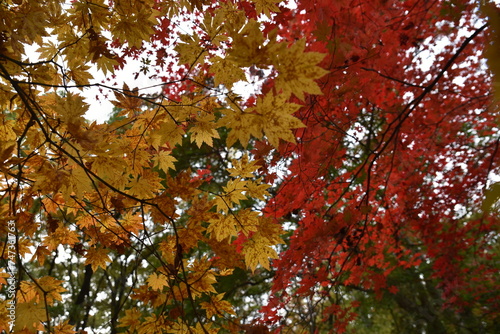 Wallpaper Mural Feast of Maple Trees Torontodigital.ca