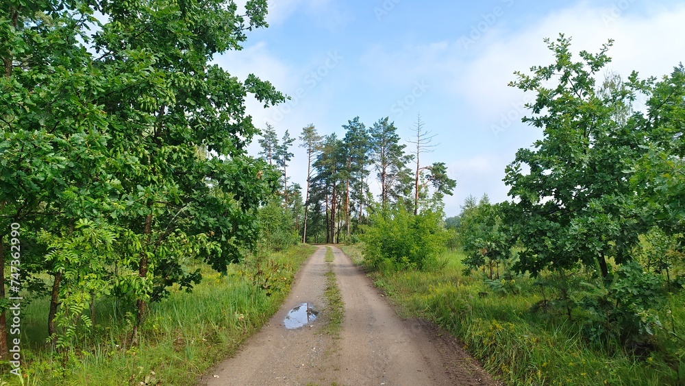 A dirt road with puddles and tire tracks passes through a mixed forest. Grass, oaks, pines and shrubs grow along the road. Warm summer weather and blue sky with clouds