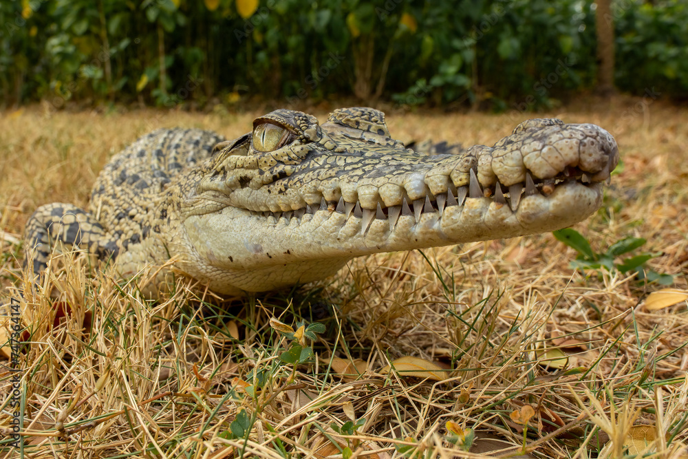 Obraz premium The closeup head of Saltwater Crocodile (Crocodylus porosus). The species is one of the largest living crocodile in the world.